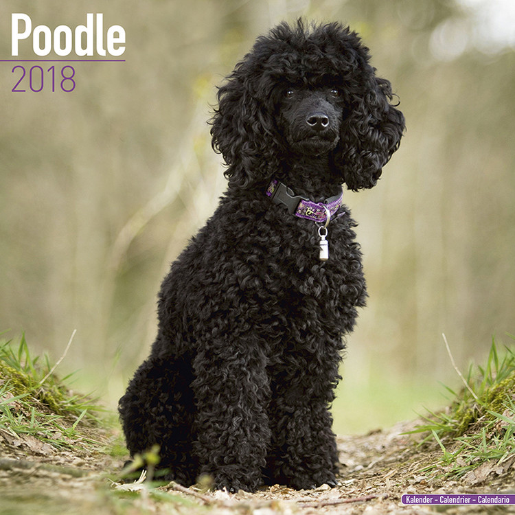 Kalenteri 2027 Poodle