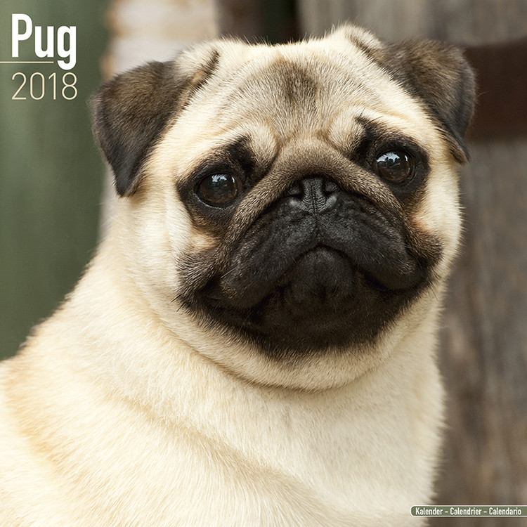 Ημερολόγιο 2027 Pug