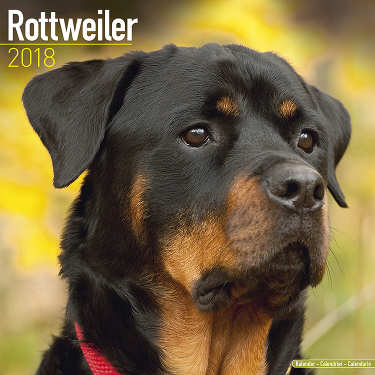 Ημερολόγιο 2027 Rottweiler