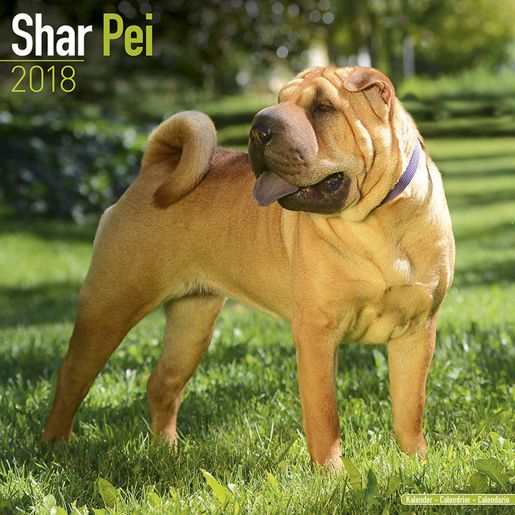 Calendar 2018 Shar Pei