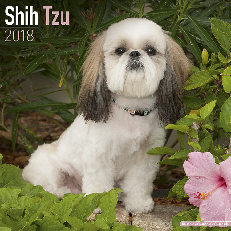 Ημερολόγιο 2027 Shih Tzu