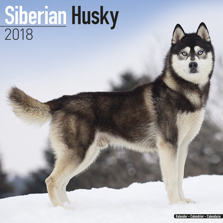 Ημερολόγιο 2027 Siberian Husky