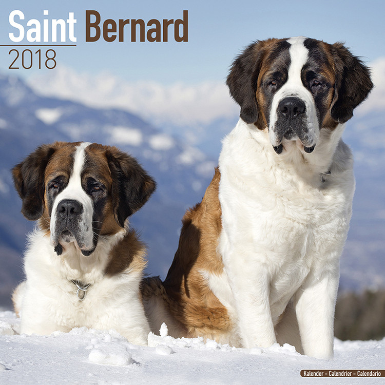 Ημερολόγιο 2027 Saint Bernard
