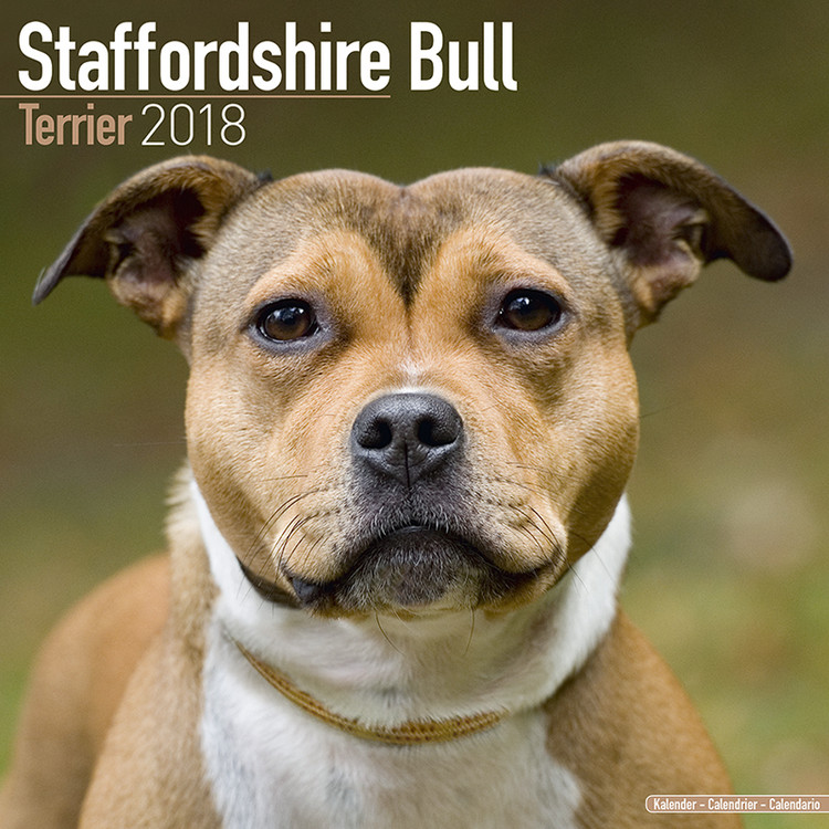 Календар 2027 Staffordshire Bull Terrier
