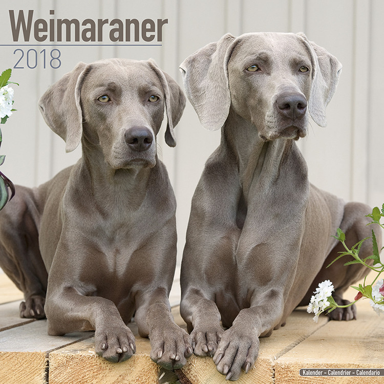 Ημερολόγιο 2027 Weimaraner