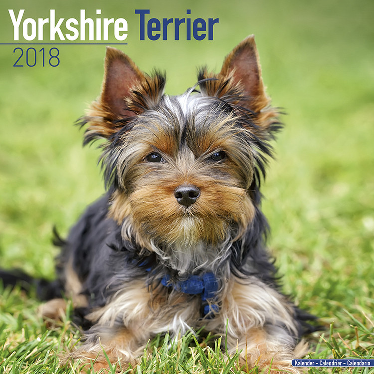 Calendar 2018 Yorkshire Terrier