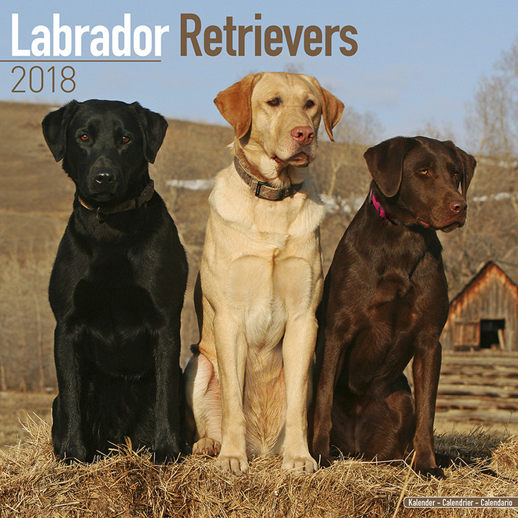 Ημερολόγιο 2027 Labrador Ret (Mixed)
