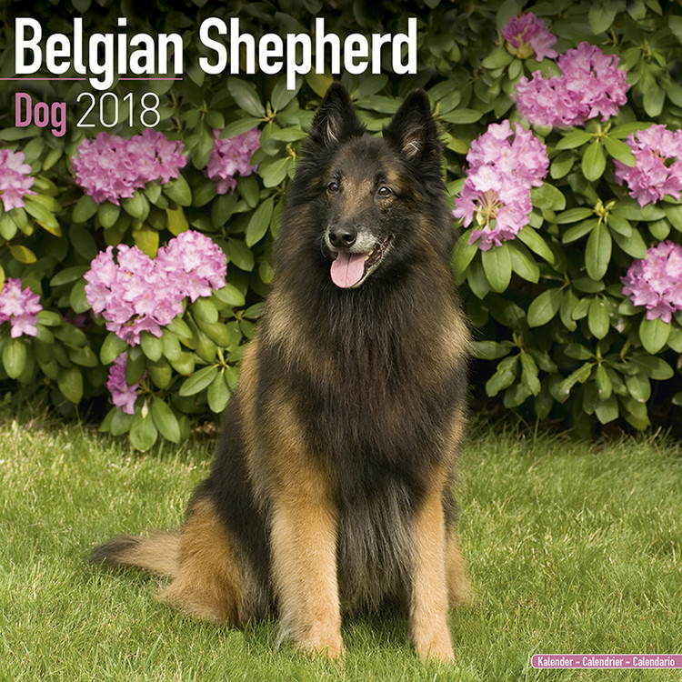 Calendar 2027 Belgian Shepherd Dog