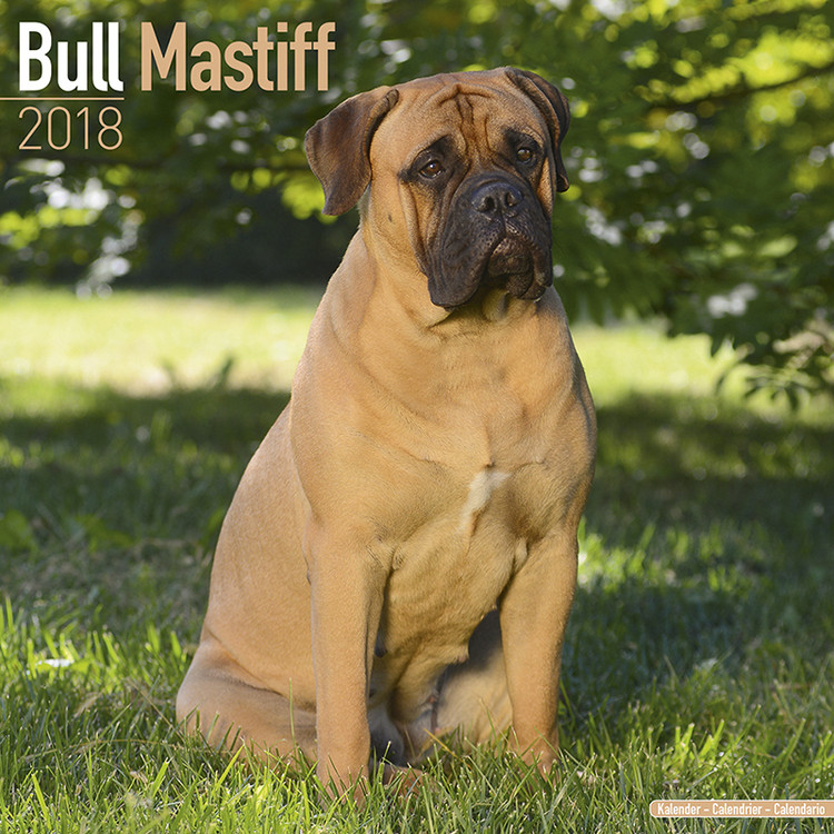 Calendar 2027 Bull Mastiff