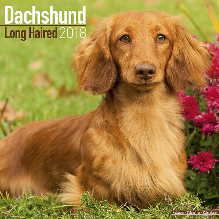 Kalenteri 2027 Dachshund (Longhaired)