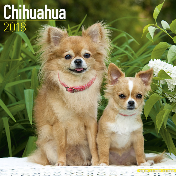 Ημερολόγιο 2027 Chihuahua