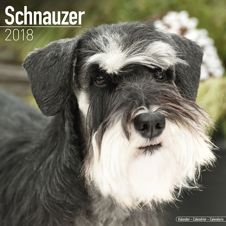 Calendar 2027 Schnauzer