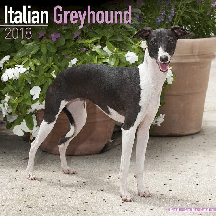 Calendar 2027 Italian Greyhound
