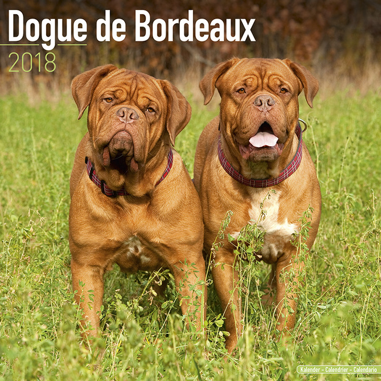 Calendar 2018 Dogue de Bordeaux