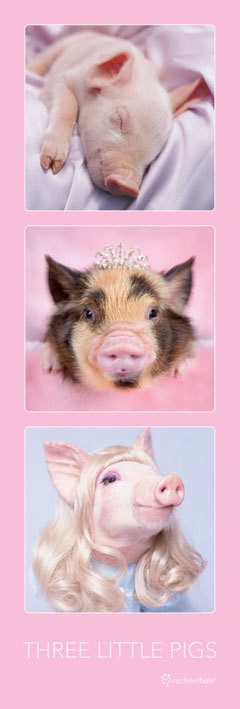 Плакат Rachael Hale – three little pigs