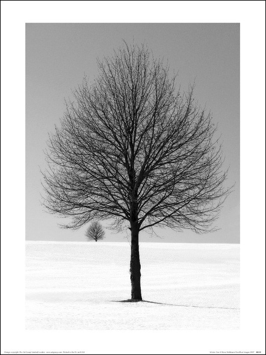 Art Print Ilona Wellman - Winter Tree