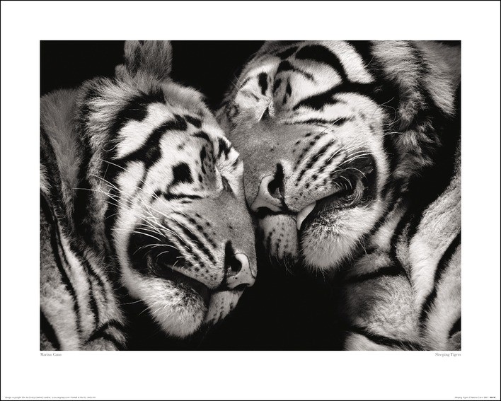 Marina Cano - Sleeping Tigers Картина