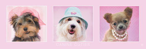 Плакат Rachael Hale - canine cuties