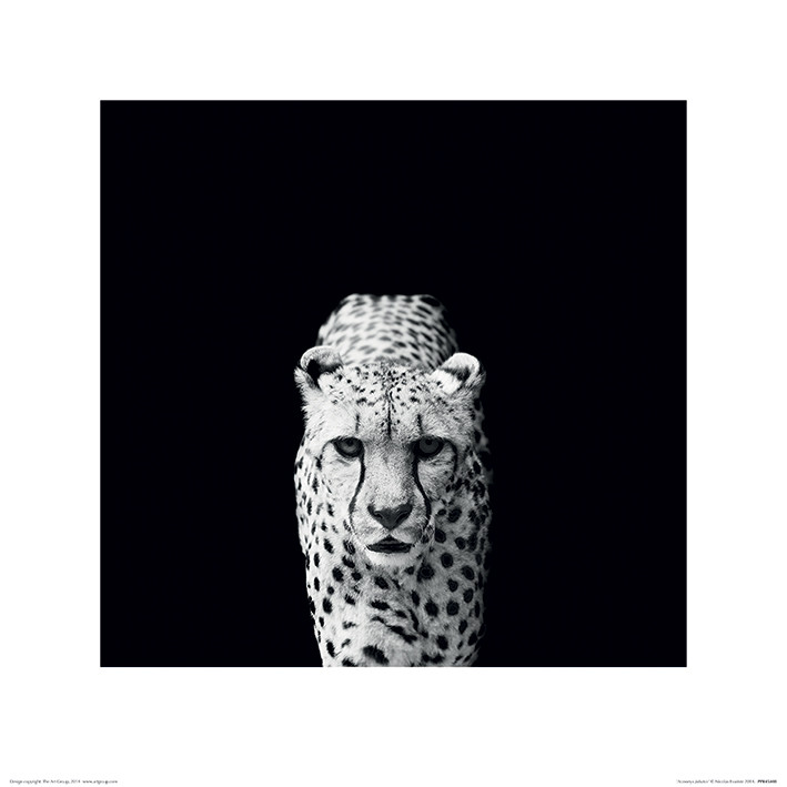 Εκτύπωση τέχνης Nicolas Evariste - Acinonyx Jubatus
