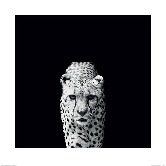 Nicolas Evariste - Acinonyx Jubatus Картина