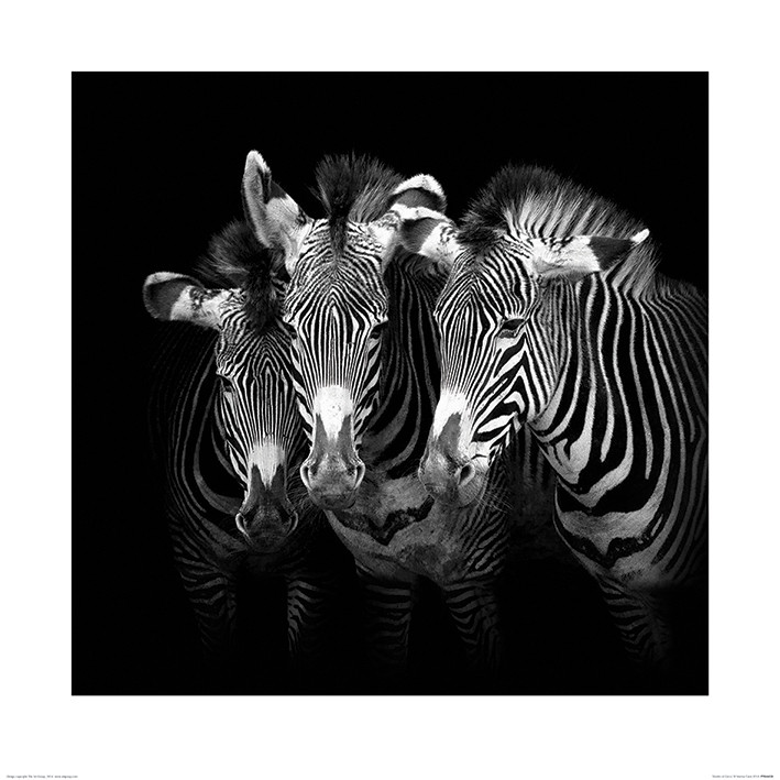 Marina Cano - Shades of Grevy Картина