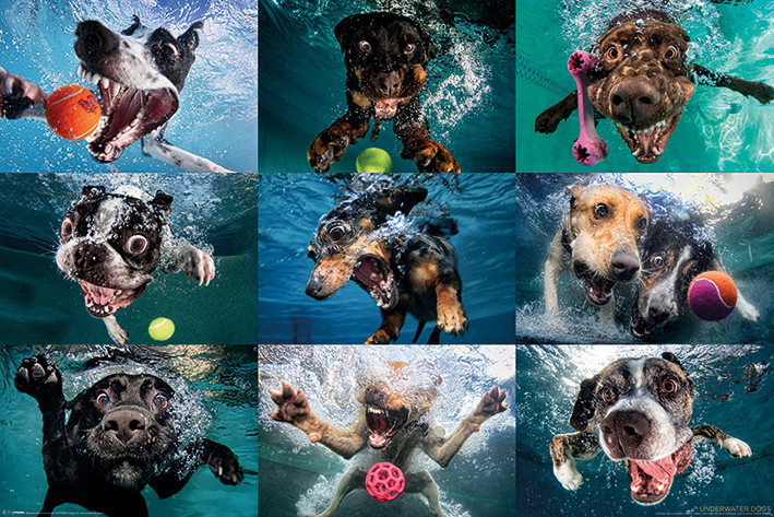 Poster Underwater Dogs
