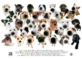 Плакат The dog - collage
