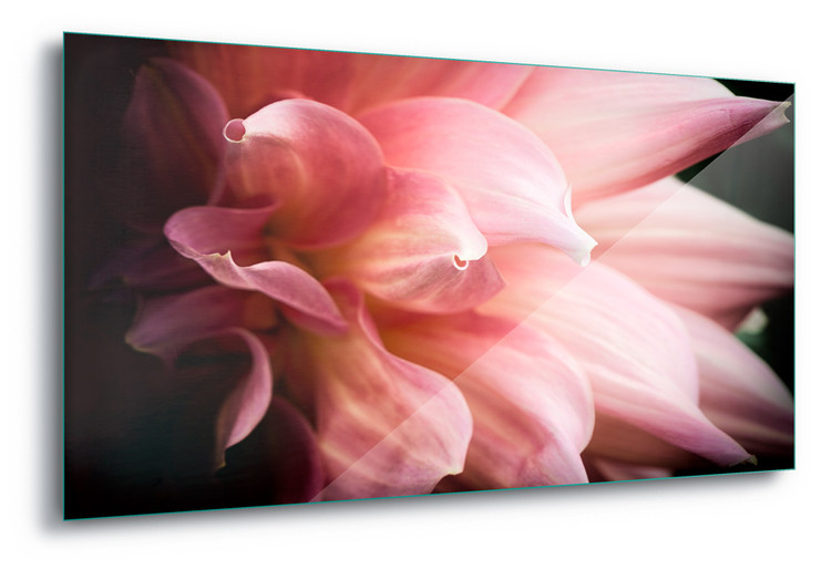 Dahlia Steklena slika
