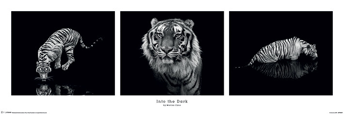 Плакат Marina Cano - Into the Dark