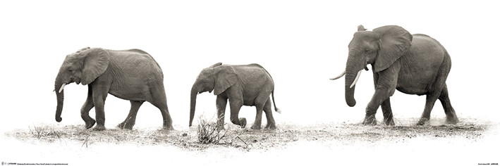 Плакат Mario Moreno - The Elephants