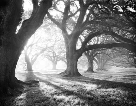 Art Print OAK ALLEY, LIGHT AND SHADOWS