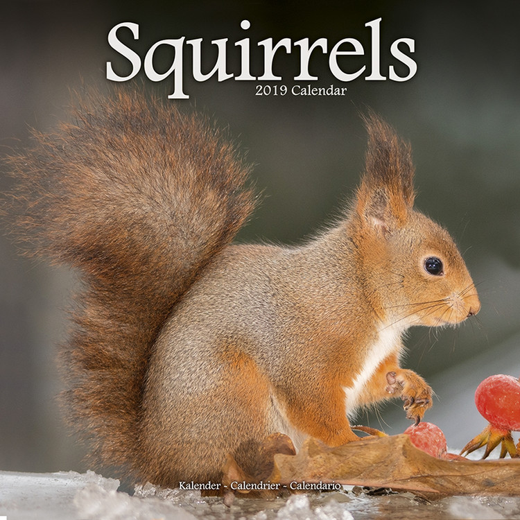 Kalenteri 2027 Squirrels