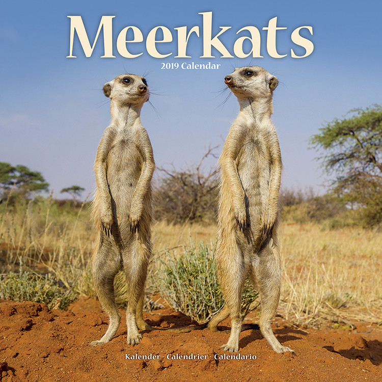 Calendar 2027 Meerkats
