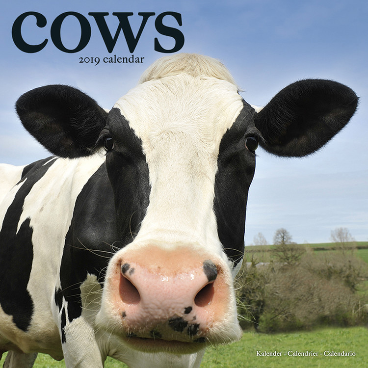 Kalenteri 2027 Cows