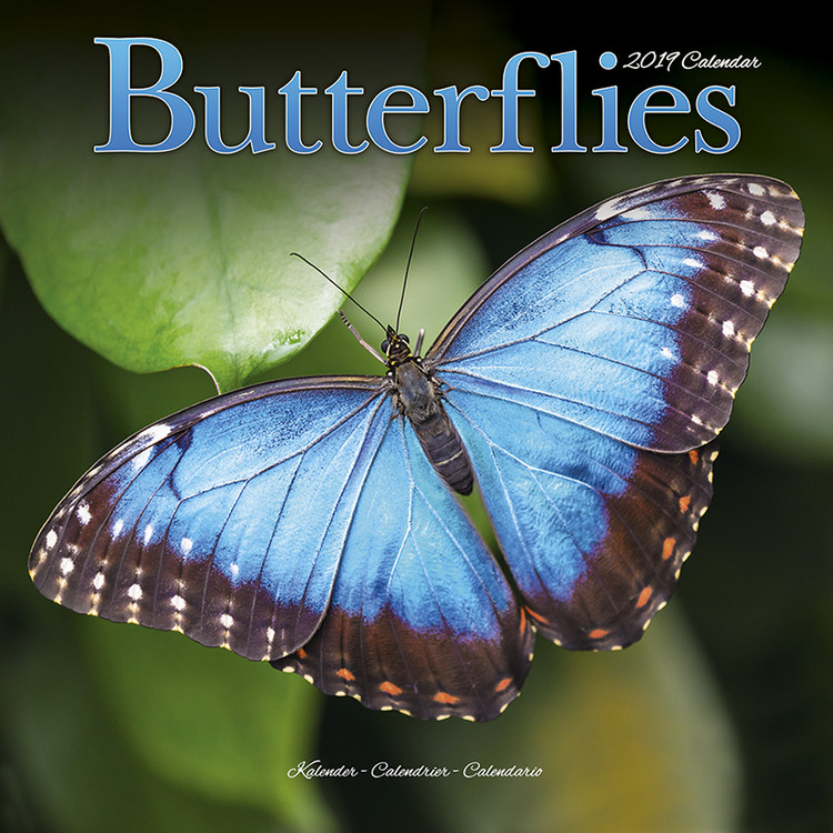 Ημερολόγιο 2027 Butterflies