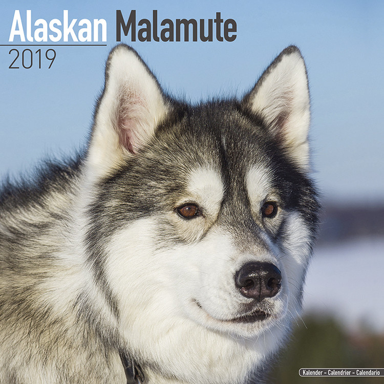 Ημερολόγιο 2027 Alaskan Malamute