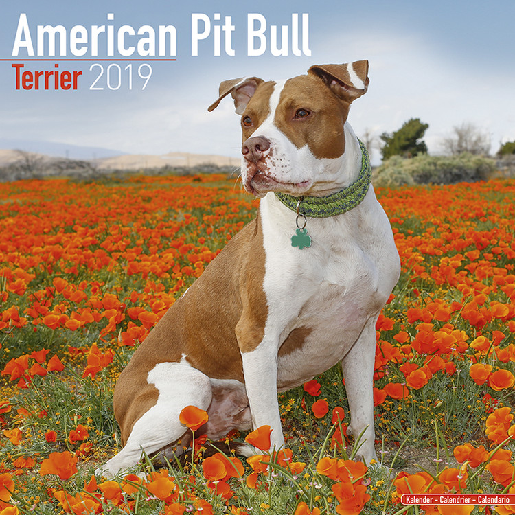 Ημερολόγιο 2027 American Pit Bull Terrier