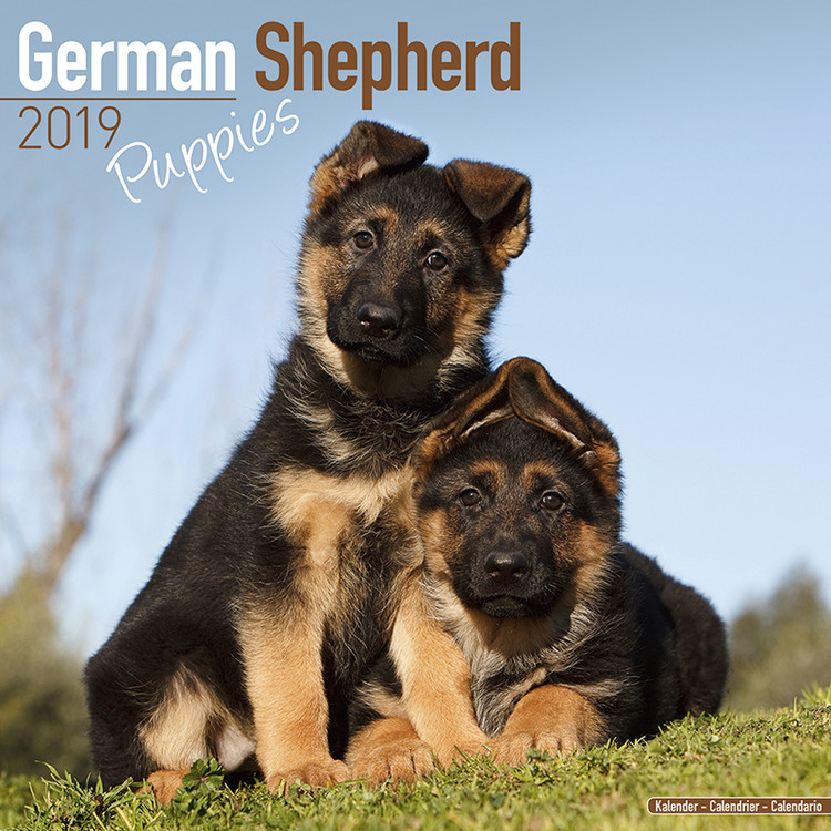Kalenteri 2027 German Shepherd Puppies
