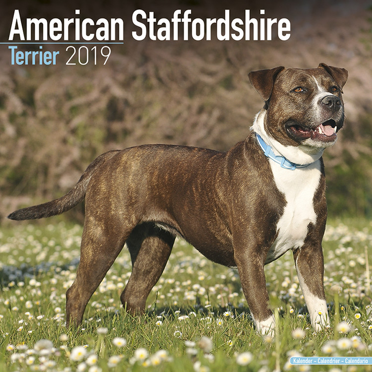 Календар 2027 American Staffordshire Terrier