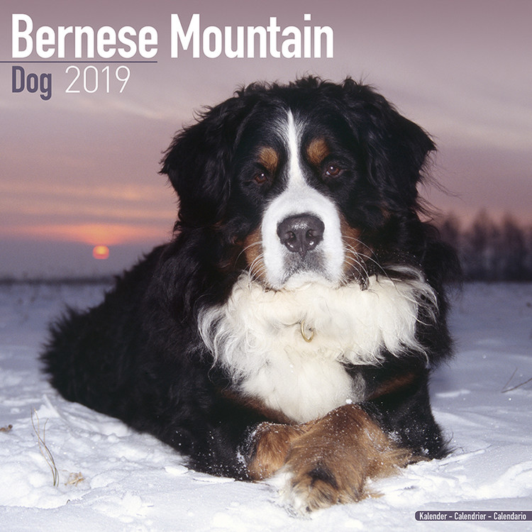 Ημερολόγιο 2027 Bernese Mountain Dog