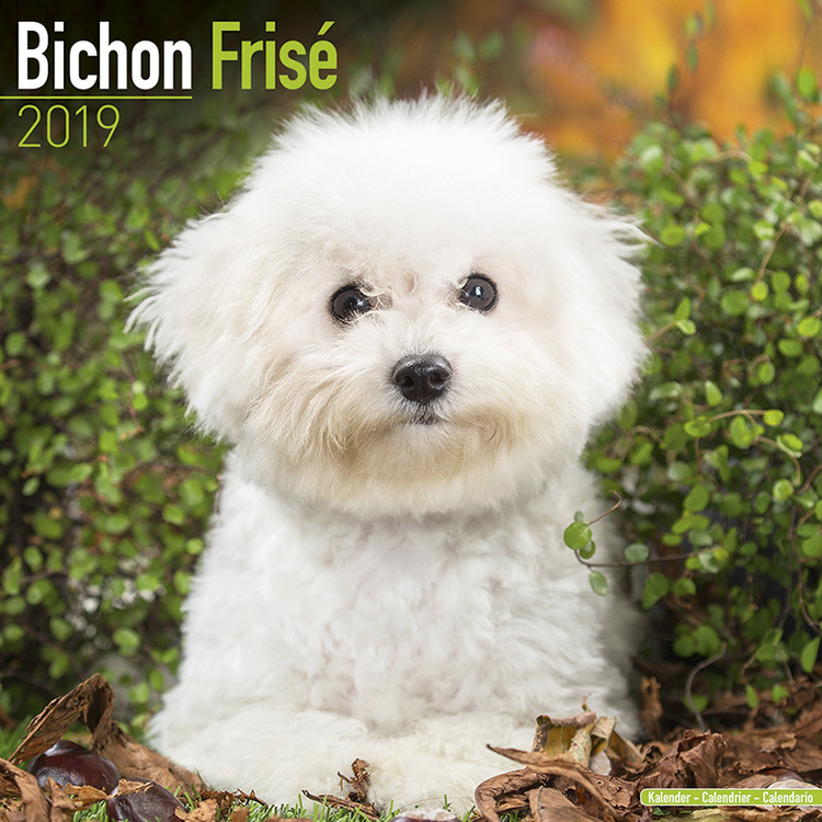 Calendar 2027 Bichon Frise
