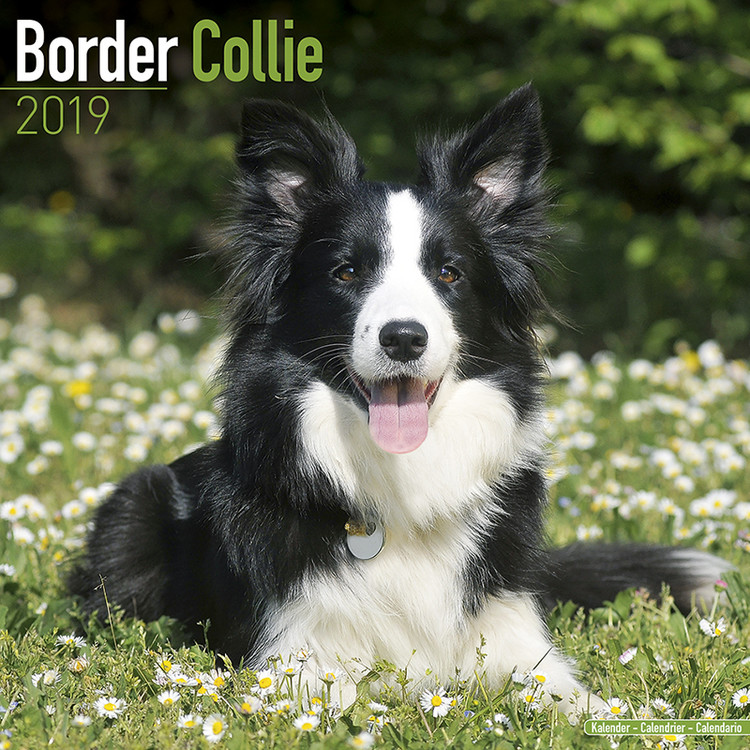 Calendar 2027 Border Collie
