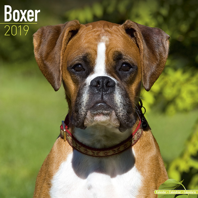Calendar 2019 Boxer (Euro)