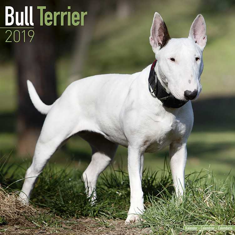 Calendar 2019 Bull Terrier