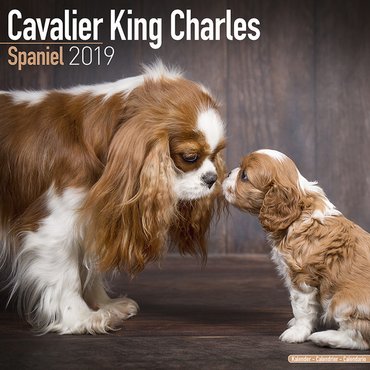 Kalenteri 2027 Cavalier King Charles