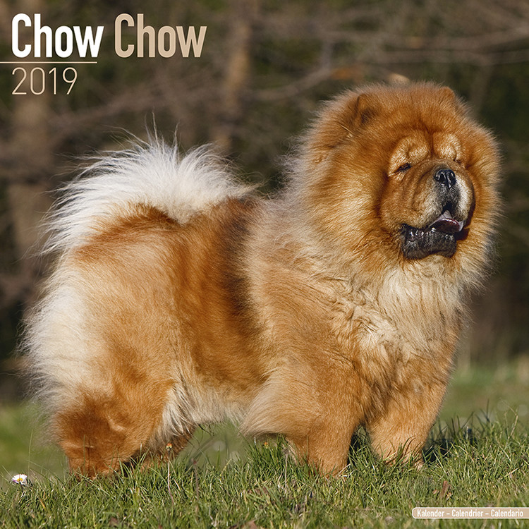 Kalenteri 2027 Chow Chow