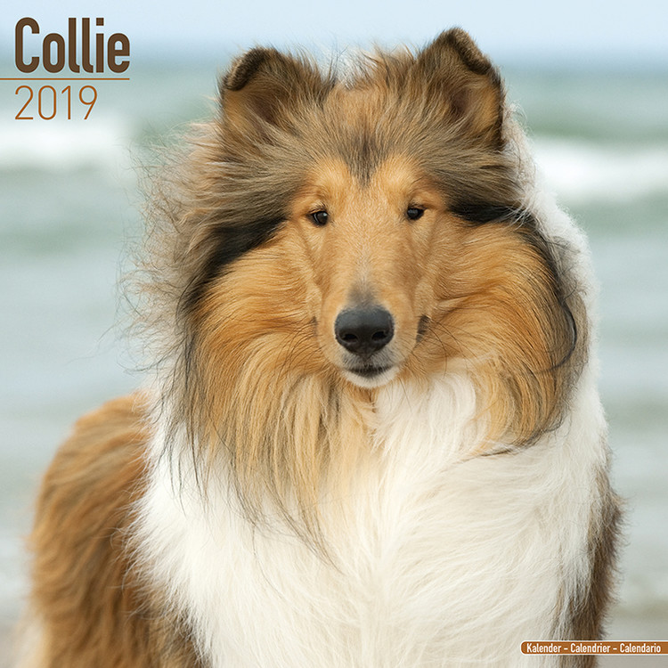 Calendar 2027 Collie