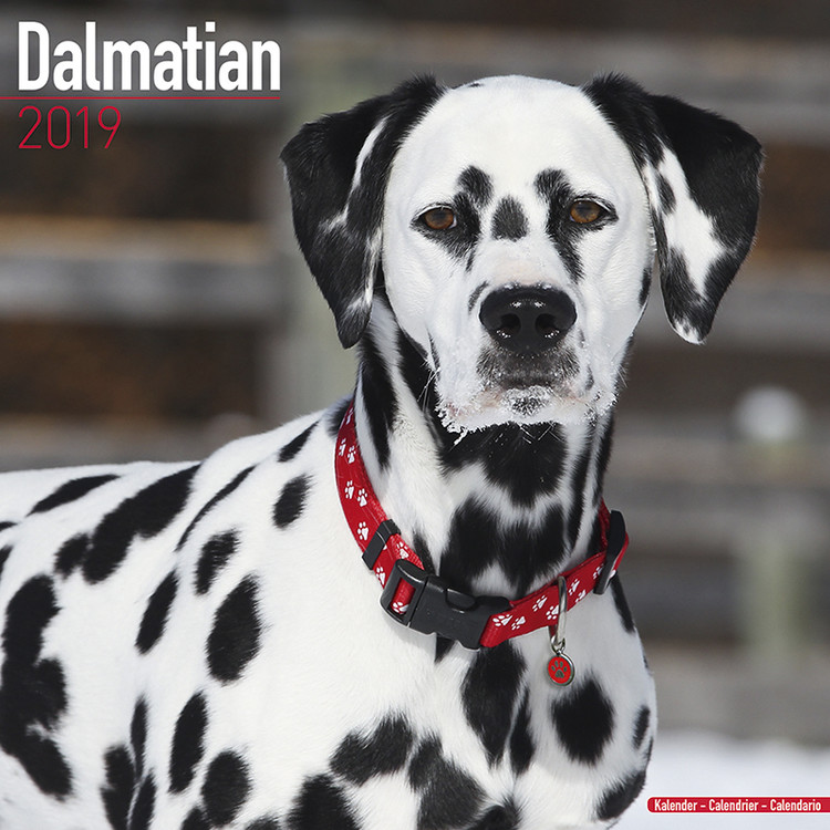 Ημερολόγιο 2027 Dalmatian