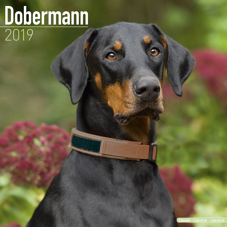 Calendar 2027 Dobermann (Euro)