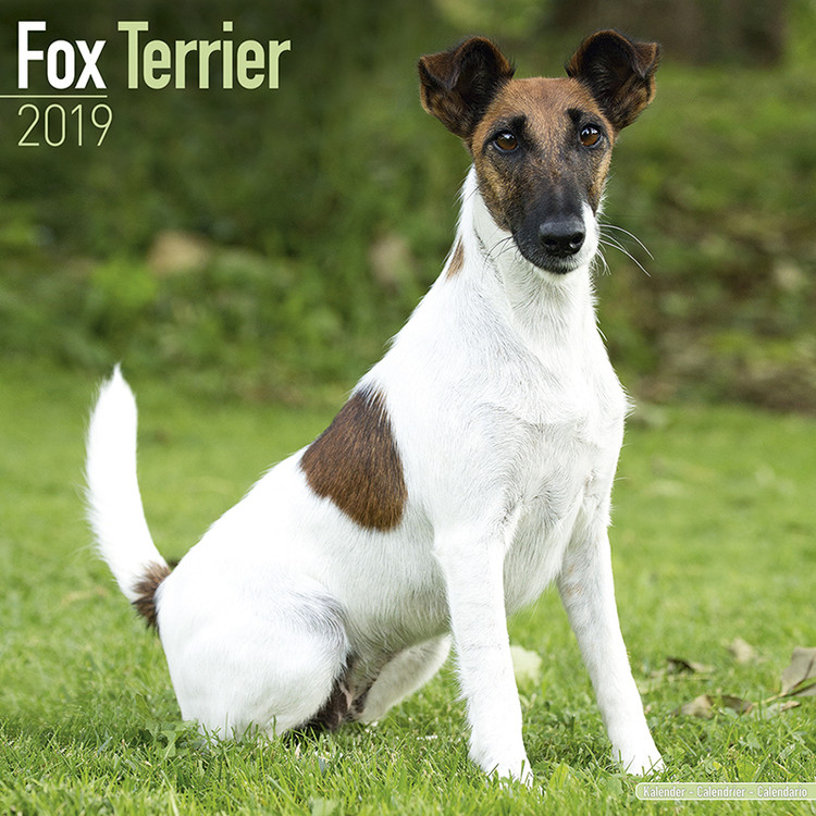Kalenteri 2027 Fox Terrier